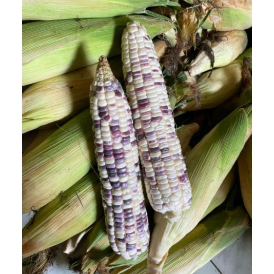 

D2289 JAGUNG KETAN PUTIH UNGU