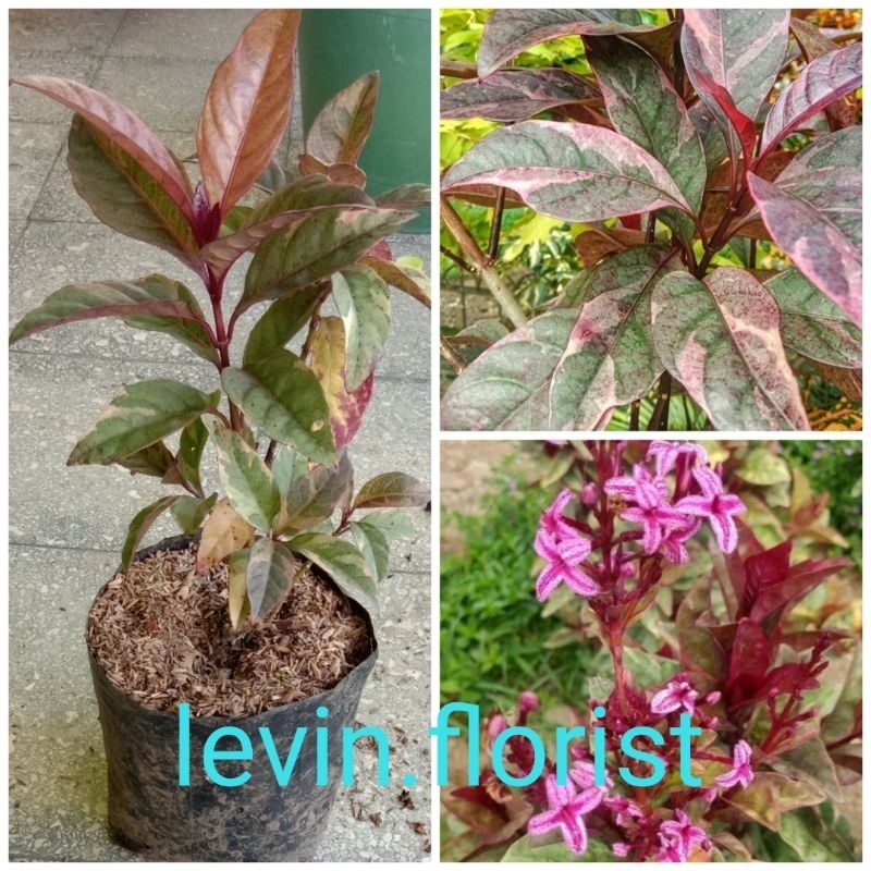 Pseuderanthemum atropurpureum tricolor / melati jepang variegata merah varigata / bibit tanaman hias