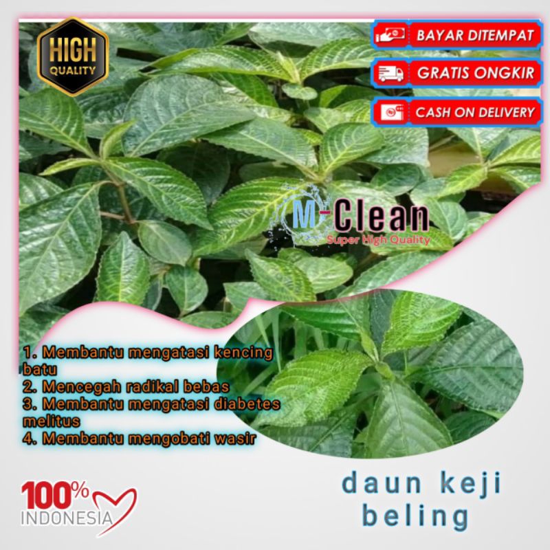 

daun keji beling fresh 1kg obat diabetes