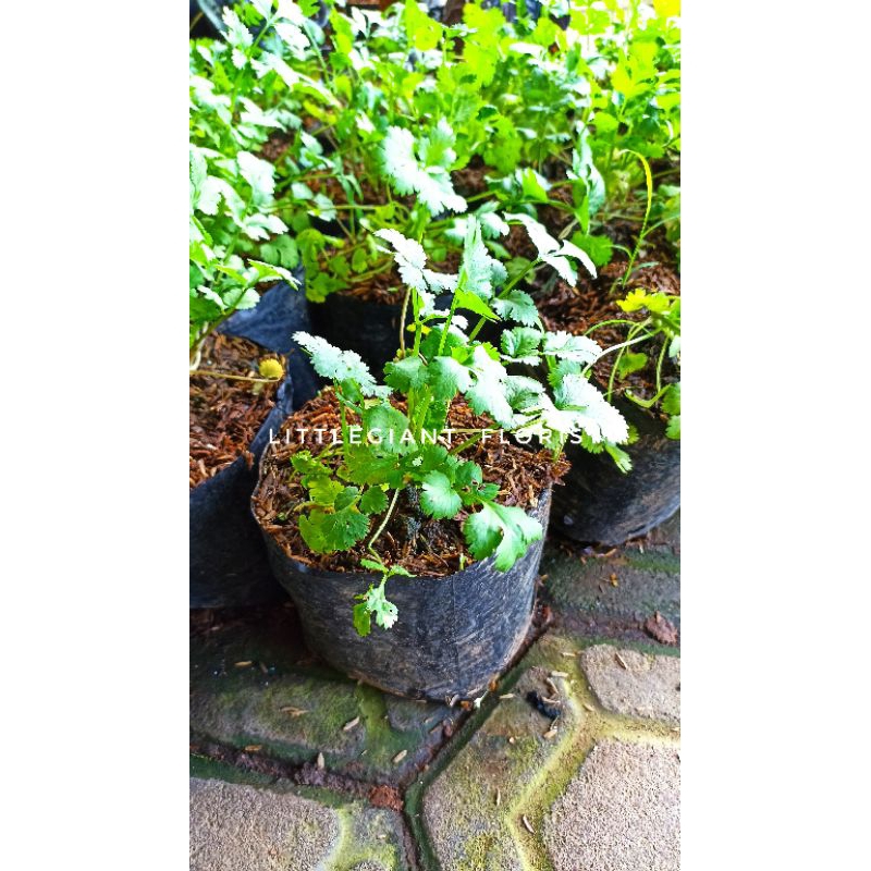 Bibit Tanaman Herbal Daun Ketumbar