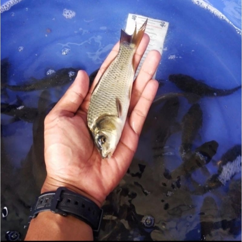 Bibit Ikan mas ukuran 3 jari murah berkualitas