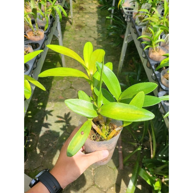 Anggrek dendrobium Thailand (bunga bulat) dewasa siap bunga