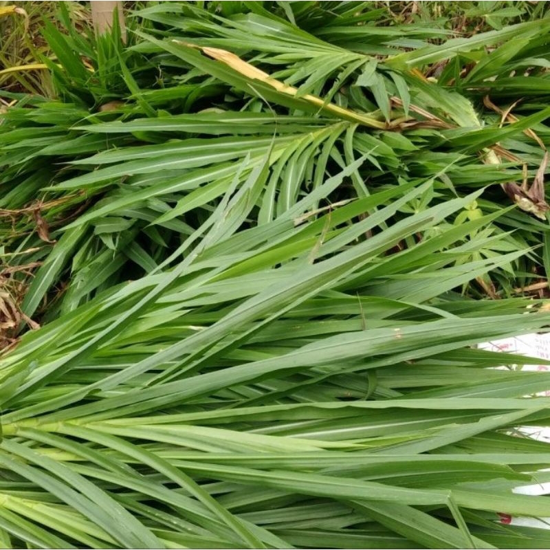 Rumput Odot Segar 1kg Nutrisi Pakan Kelinci Marmut Hamster Kura-kura Dll