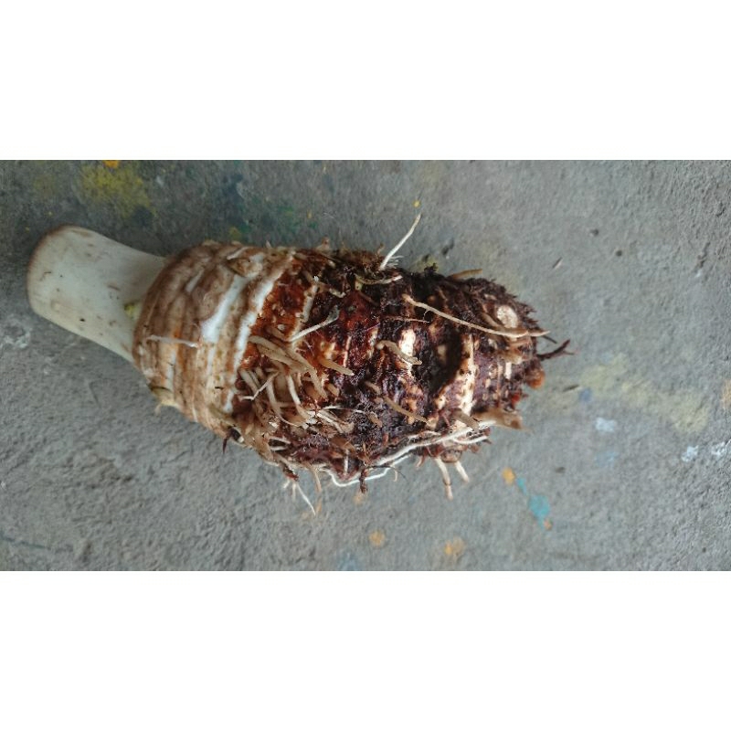 

Talas Bogor Asli / Bentul / Bentol 500g umbi / ubi empuk lezat