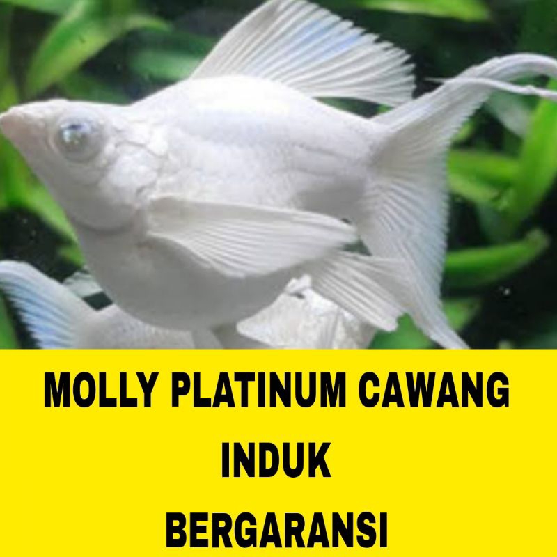 ikan betina molly platinum cawang