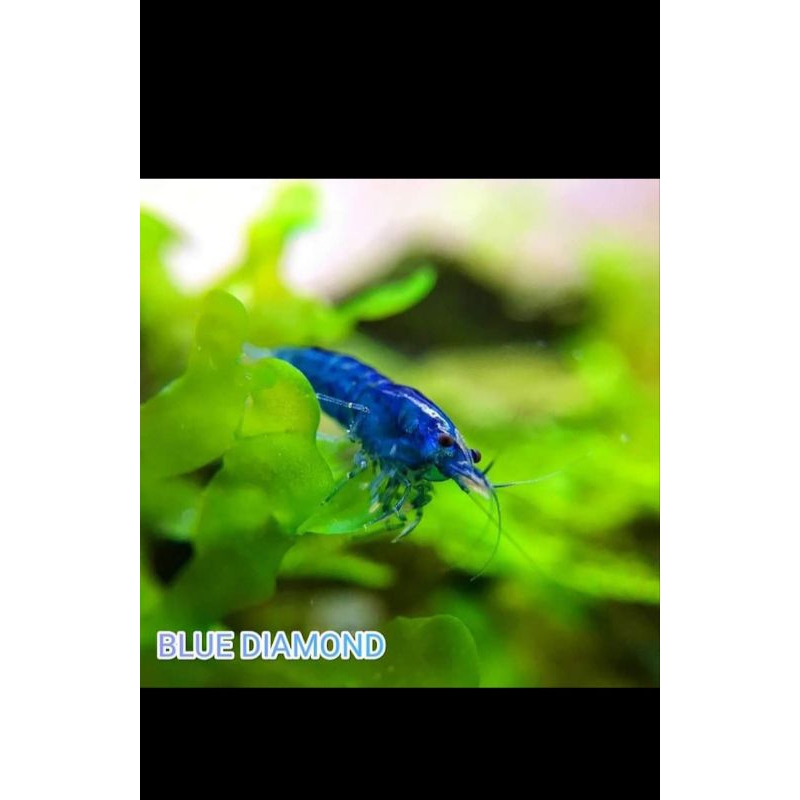 aksesoris aquarium