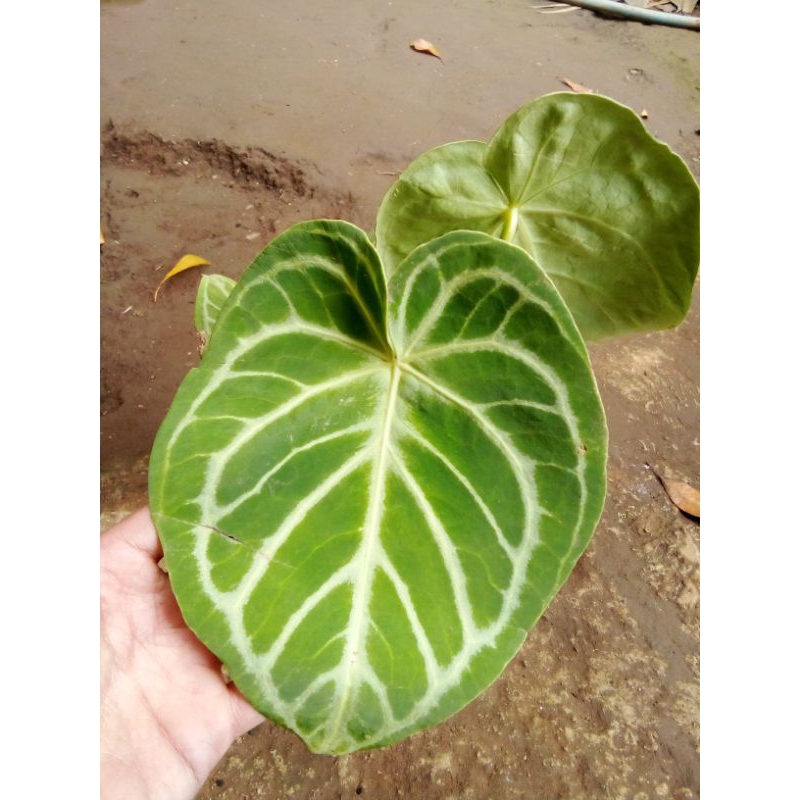 Tanaman Hias Kuping Gajah Anthurium Dorayaki Jumbo