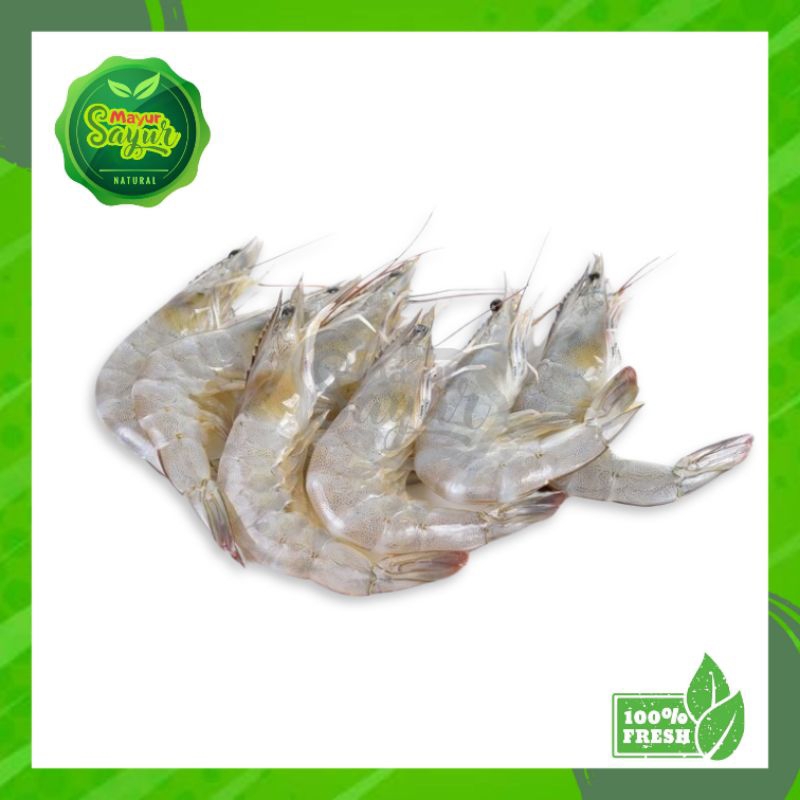 

KIRIM INSTAN Udang Besar Fresh / Berat 250 Gram