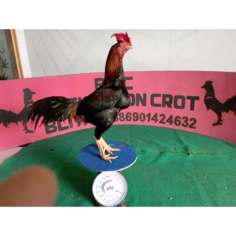 Telur fertil ayam shamo x aseel size 5kg.ayam gorila.ayam bangkok ayam ganoi ayam ori thailand. ayam