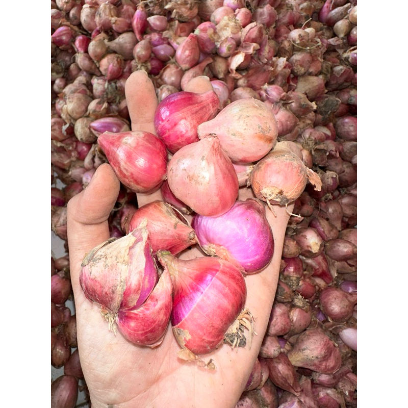 

BAWANG MERAH 1 Kg