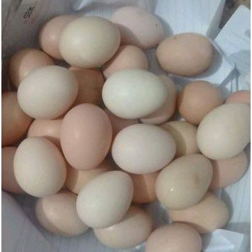 Telur Ayam Kampung Unggul Balitnak KUB Merawang Fertil Siap Tetas dan Konsumsi Paket 20 Butir