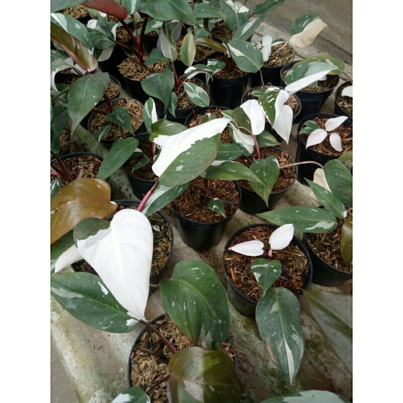 Philodendron White Princess