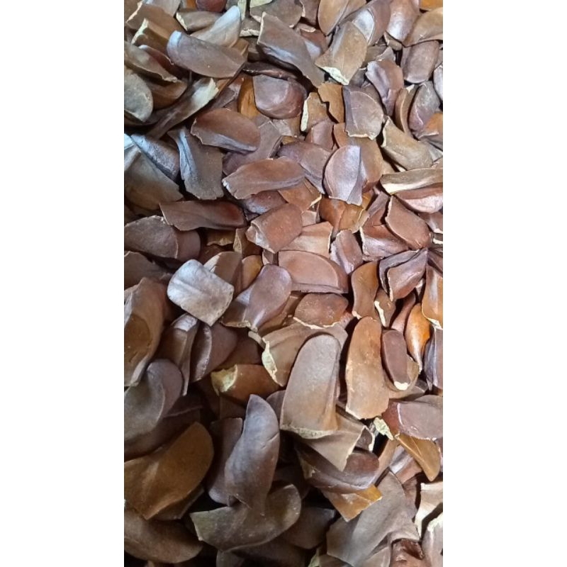 

biji mahoni siap semai