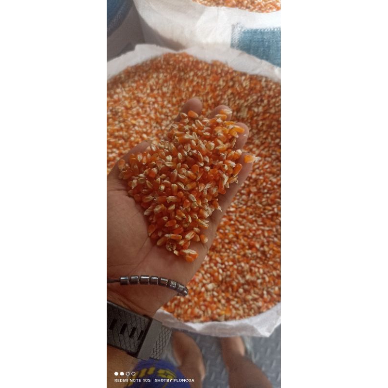 

1kg jagung kristal super termurah