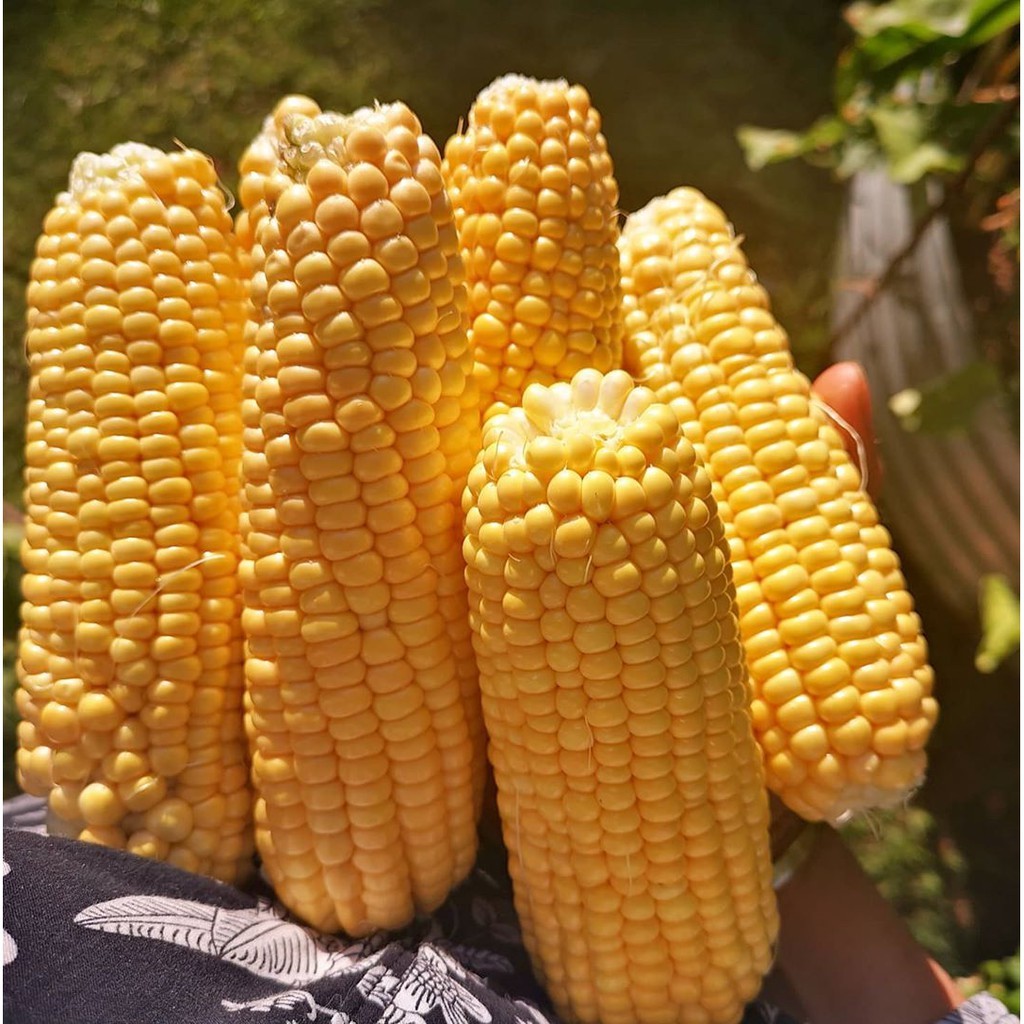 

Jagung Manis Kupas Segar
