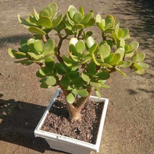Bonsai Tanaman Jade Plant Berbatang Kayu Ukuran Medium Pot 17 cm