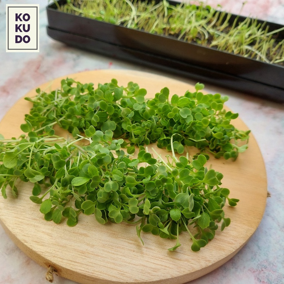 PROMO ALE Microgreens Growing Kit  Paket Menanam Sayur