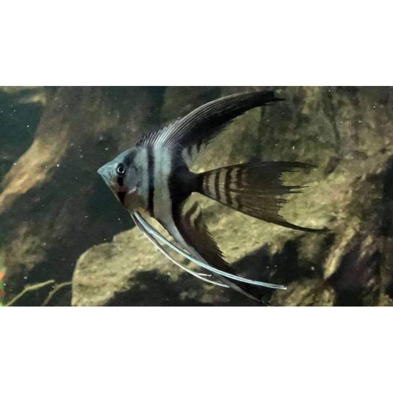 Manfish BW Slayer 2.5 - 3 cm - ETALASE