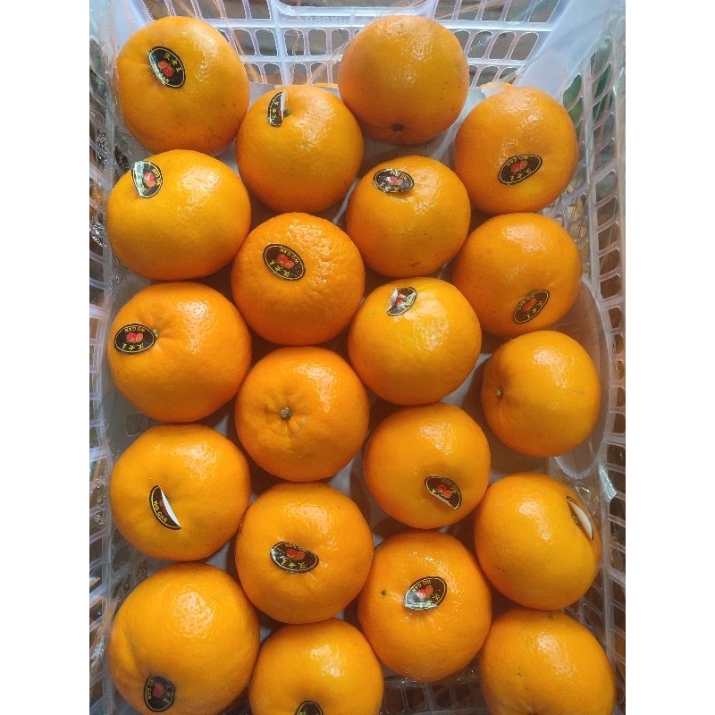 

Jeruk Mandarin Wogan /Murcoot 500 gr - 1 kg