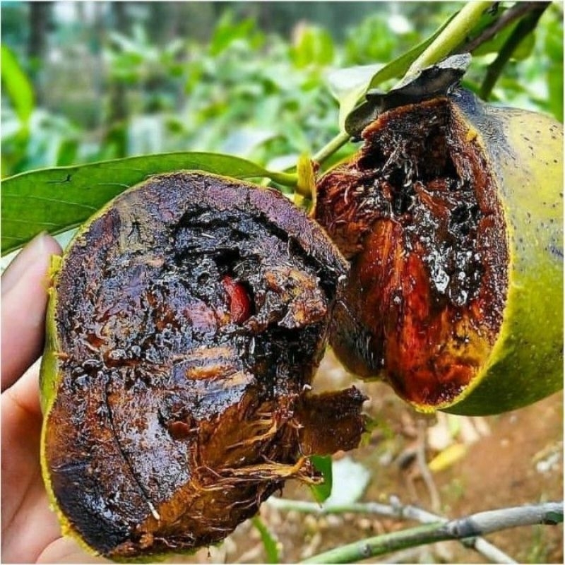 Bibit Tanaman Buah Black Sapote/Sawo Hitam/Kesemek Hitam/zapote prieto/Buah puding coklat/Diospyros 