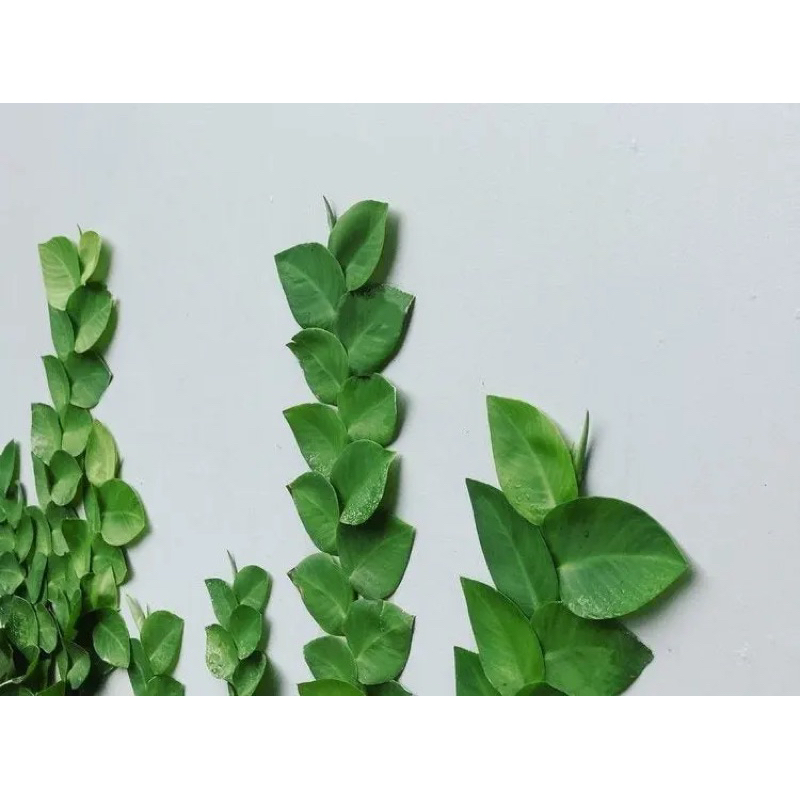 PROMO PAKET 2 Tanaman Hias Rambat Daun Dolar Daun Besar - Tanaman Dollar Hidup / BUNGA HIDUP MURAH
