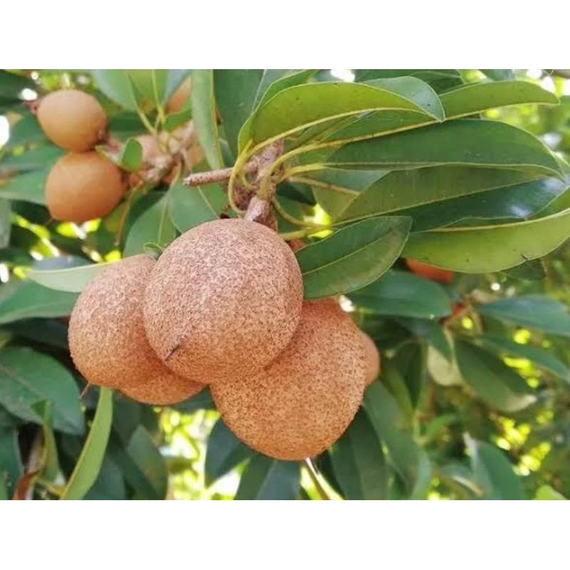 

Daun sawo segar 100 gr