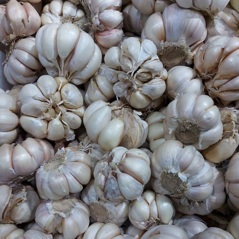 

HEMAT PROMO BAWANG PUTIH BANCIHONAN 1KG
