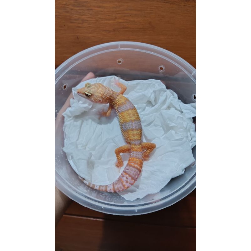 Leopard gecko tremper