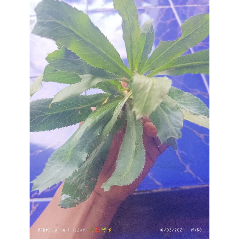 daun walang sangit/essen walang sangit