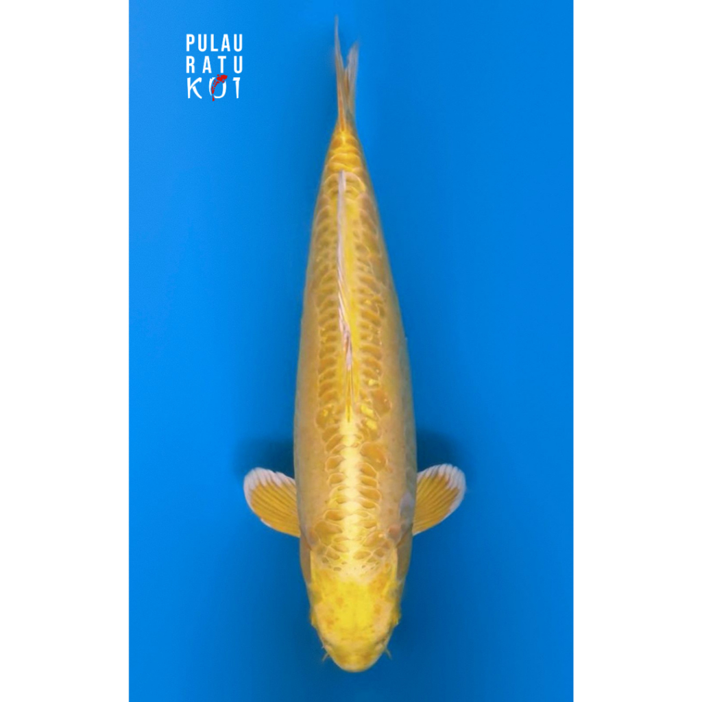 yamabuki ogon doitsu 45 bu ooyama Koi Farm koi import sertifikat breeder 54298