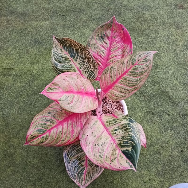 Aglonema Dewi Hughes