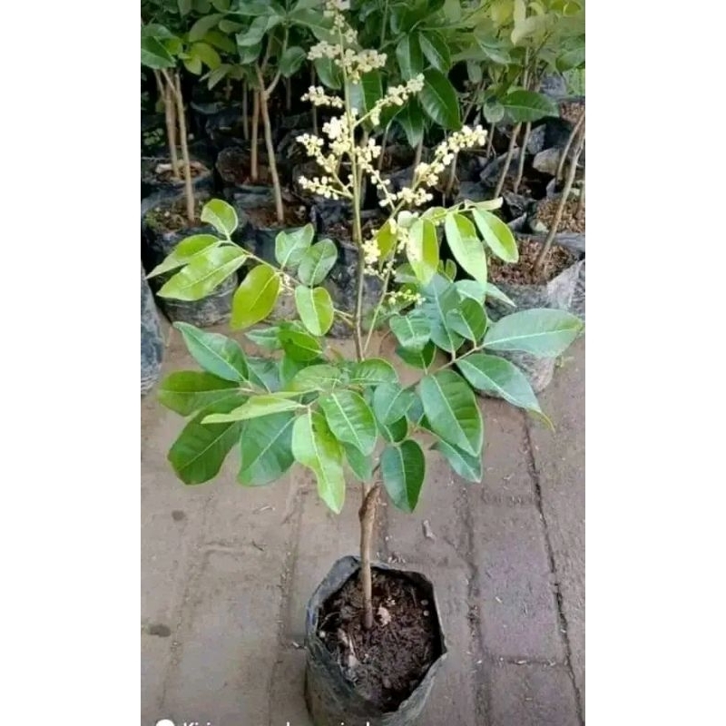 Bibit Kelengkeng Aroma Durian Berbunga