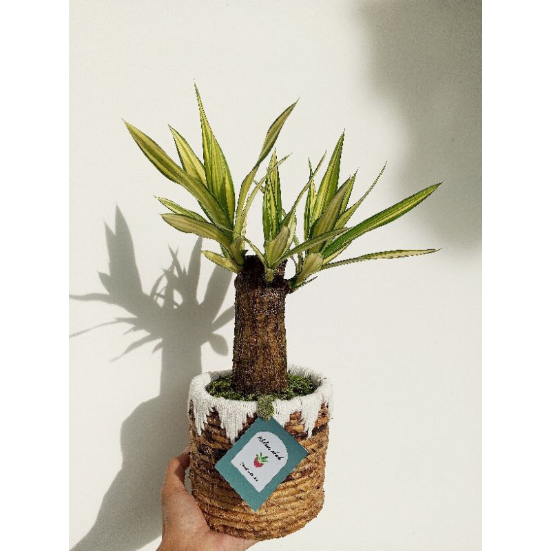 Yucca elephantipes varigated with pot cover macrame Tanaman indoor kantor rumah Apartment Meja kanto