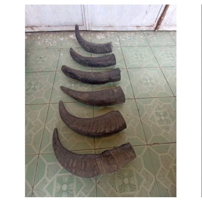 TANDUK KERBAU PADATAN SUPER