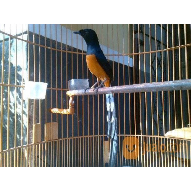 Murai batu medan ekor panjang 18up