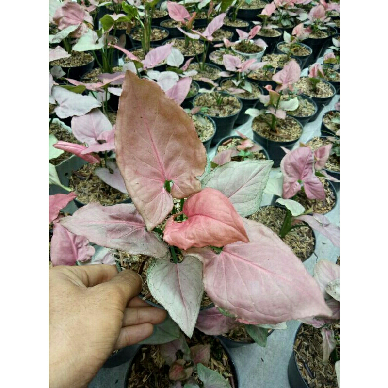 Syngonium Pink Perfection