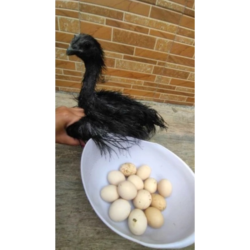 

TELUR AYAM CEMANI RAJEGWESI LIDAH HITAM ASLI (TIDAK menerima COD)