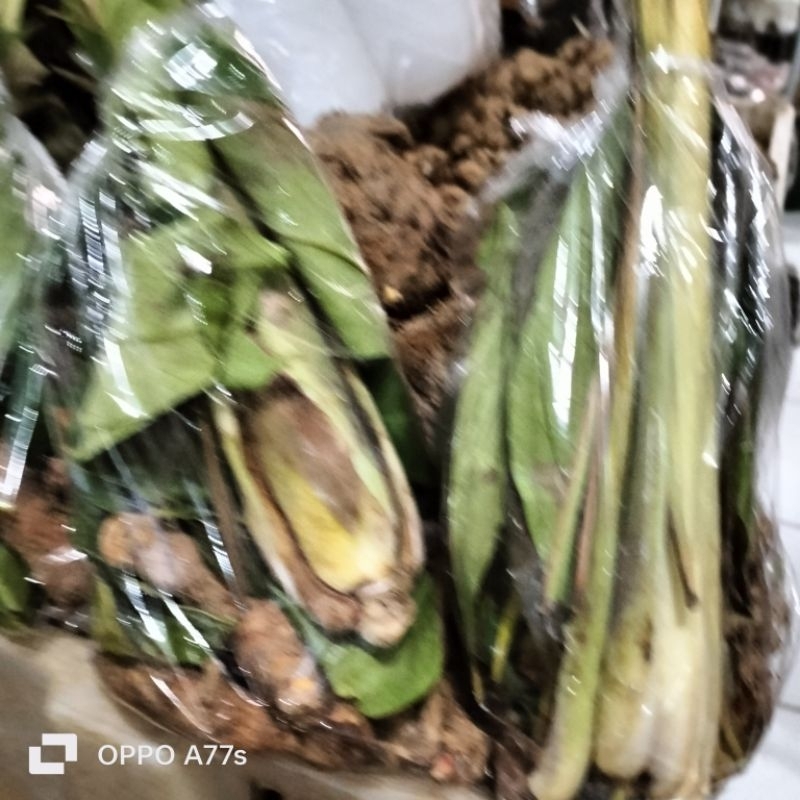 

bumbu dapur komplit bumbu masak