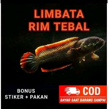 limbata CB