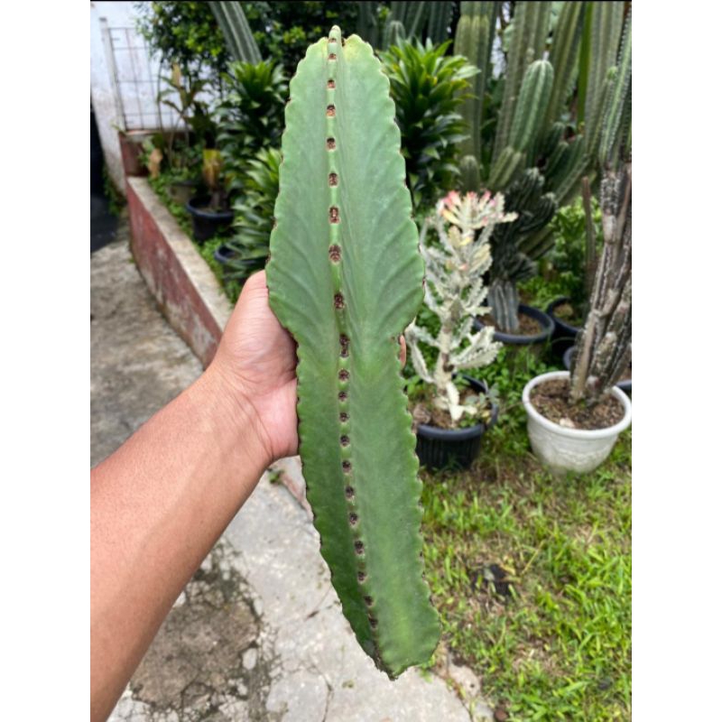 Euphorbia Ingens