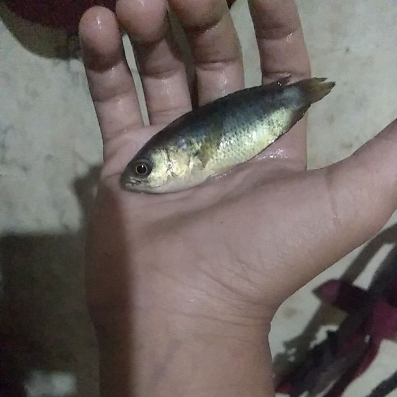 

ikan betik ukuran medium hidup