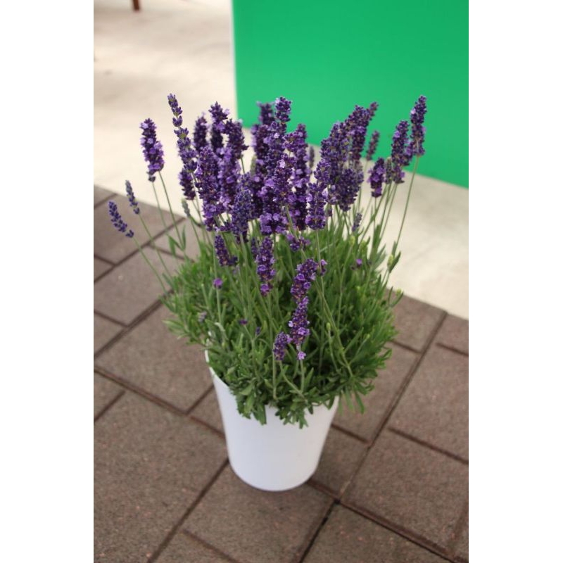 tanaman hias lavender asli lavandula (Tanaman hias hidup indoor murah besar dan rimbun--bunga hias h