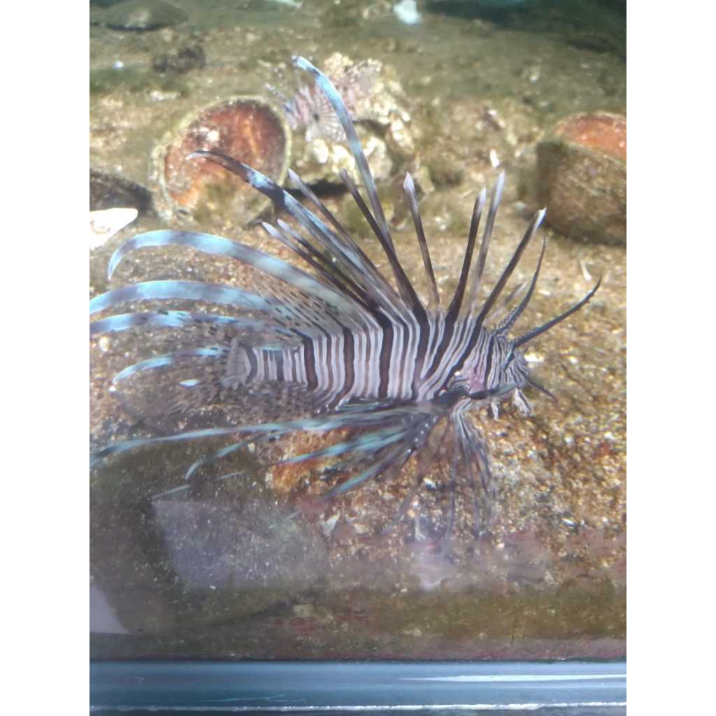 Scorpion VOLITAN - Devil Lionfish