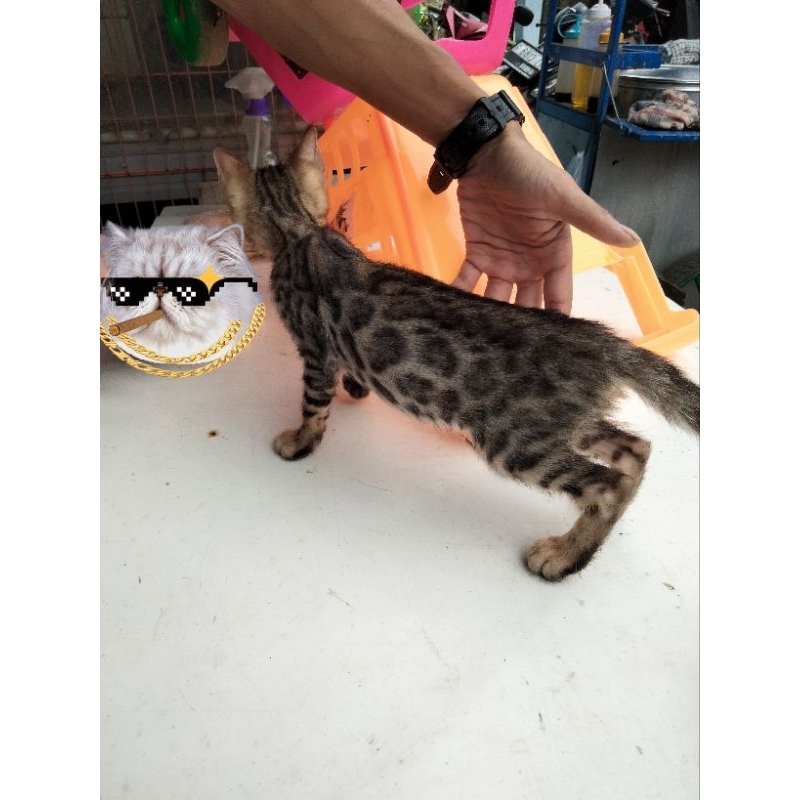 kitten bengal betina