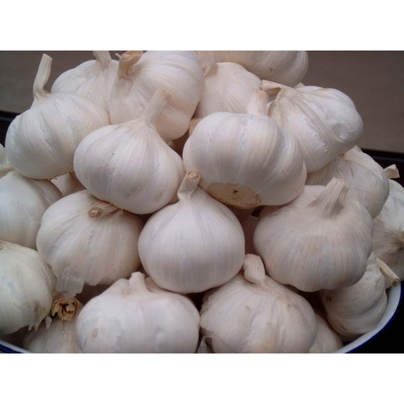 

Bawang Putih Reguler 1biji/250 gram KIRIM INSTAN