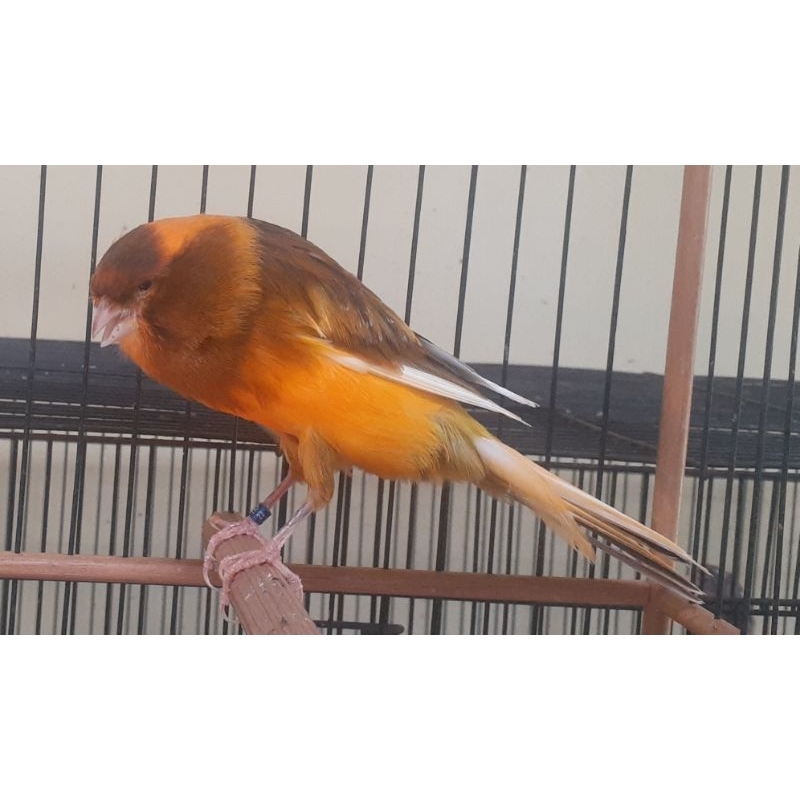 PROMO Yorkshire TKF gacor ring 23