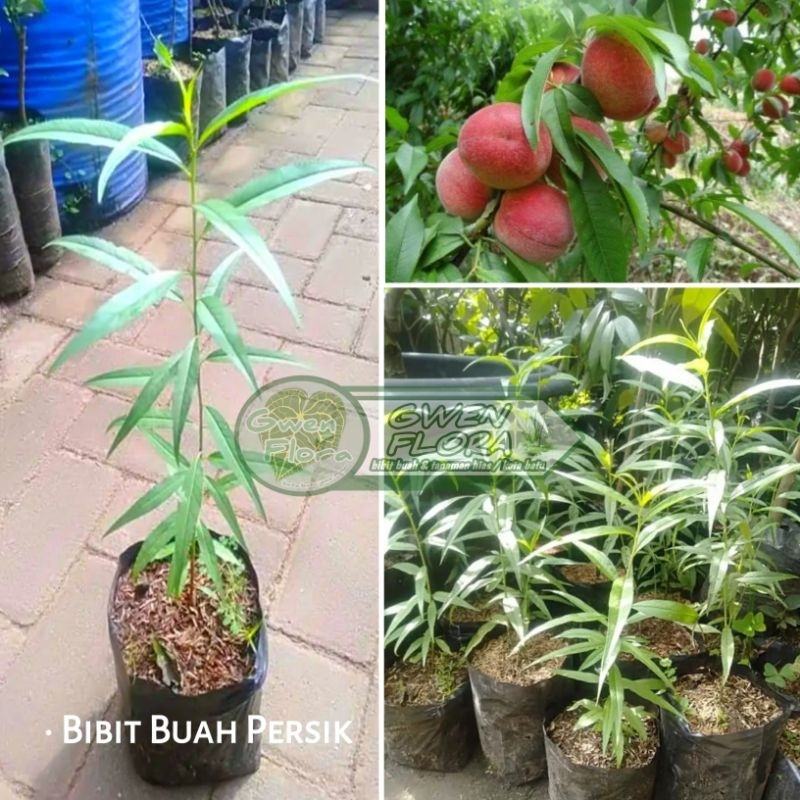 Bibit Tanaman Buah Persik/Bibit Buah Persik siap berbuah