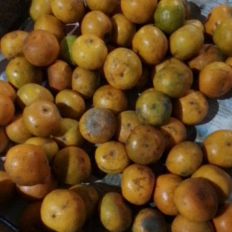 

jeruk Medan 28900/kg