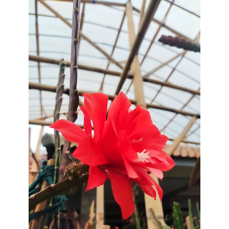 Wijaya Kusuma hybrid merah - Ackermani