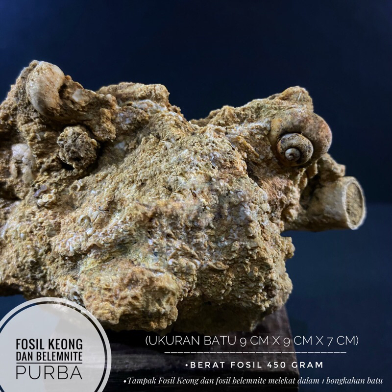 Bongkahan Fosil Keong Purba dan Fosil Belemnite A36 atau Fosil Hewan atau Fosil Temuan atau Fosil Cu